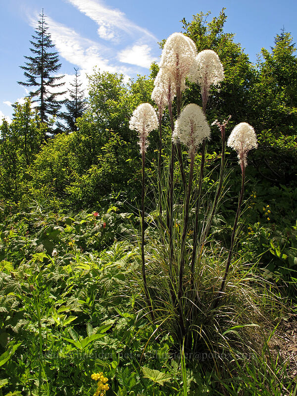 beargrass (Xerophyllum tenax) [Silver Star Mountain Trail, Gifford Pinchot Nat'l Forest, Skamania County, Washington]