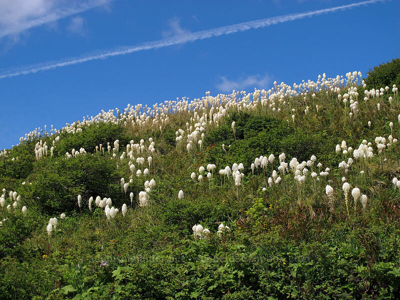 beargrass (Xerophyllum tenax) [Ed's Trail, Silver Star Mountain, Gifford Pinchot Nat'l Forest, Skamania County, Washington]