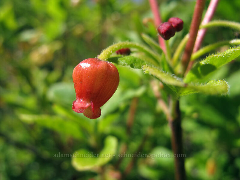 fool's huckleberry, unusually red (Menziesia ferruginea) [Ed's Trail, Silver Star Mountain, Gifford Pinchot Nat'l Forest, Skamania County, Washington]