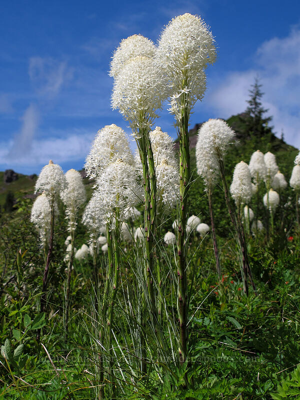 beargrass (Xerophyllum tenax) [Ed's Trail, Silver Star Mountain, Gifford Pinchot Nat'l Forest, Skamania County, Washington]
