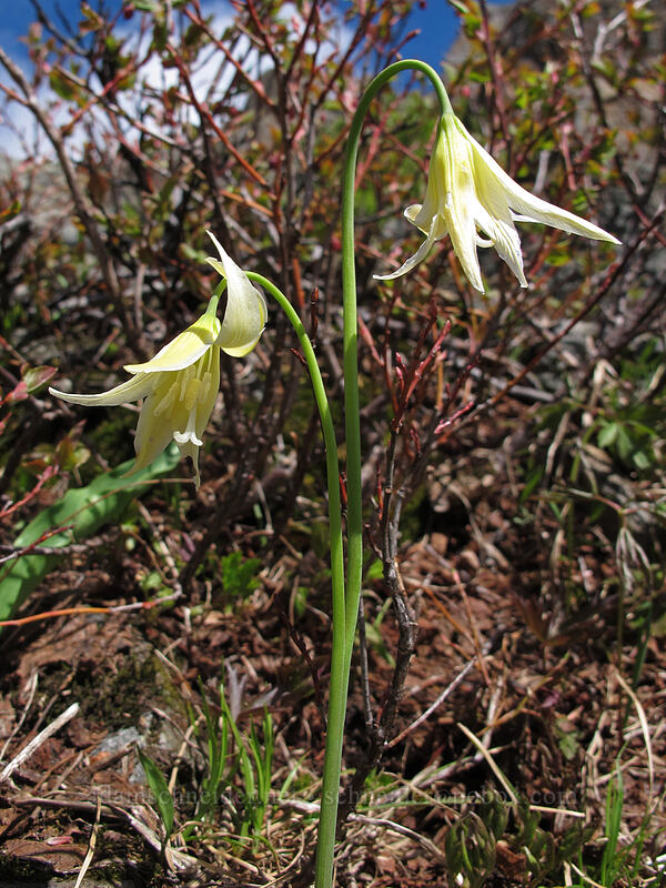 pale glacier lilies (Erythronium grandiflorum) [Ed's Trail, Silver Star Mountain, Gifford Pinchot Nat'l Forest, Skamania County, Washington]