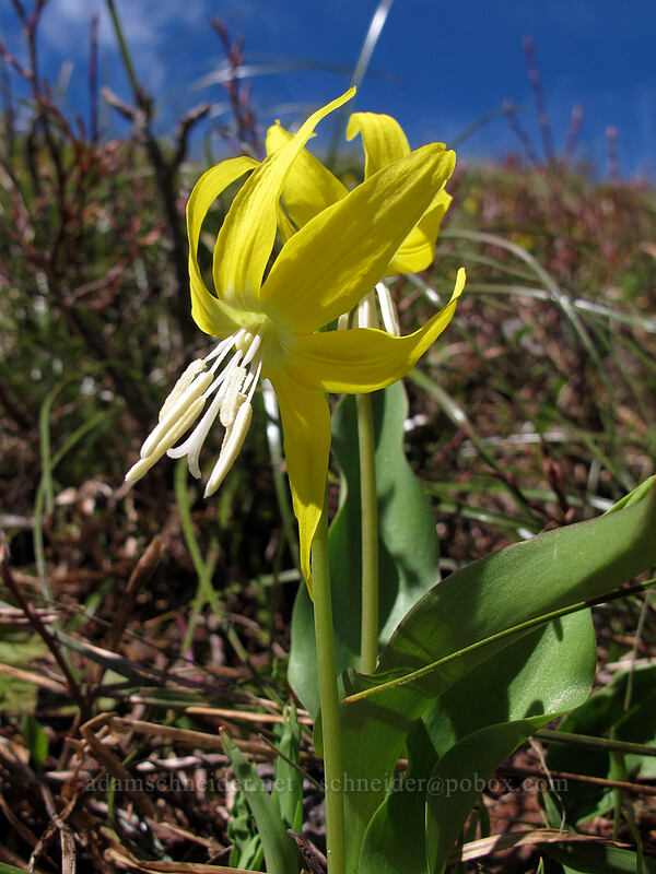 glacier lilies (Erythronium grandiflorum) [Ed's Trail, Silver Star Mountain, Gifford Pinchot Nat'l Forest, Skamania County, Washington]