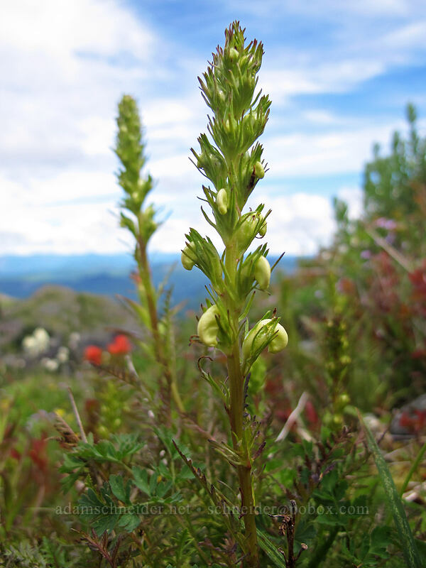coiled-beak lousewort (Pedicularis contorta) [Silver Star Mountain summit, Gifford Pinchot Nat'l Forest, Skamania County, Washington]