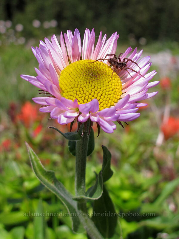 subalpine daisy (and a spider) (Erigeron glacialis var. glacialis) [Silver Star Mountain summit, Gifford Pinchot Nat'l Forest, Skamania County, Washington]