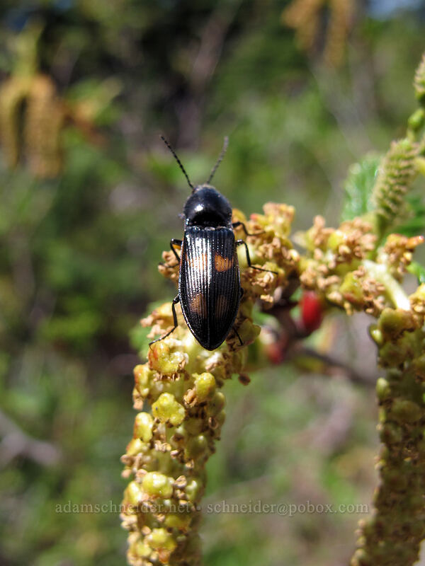 click beetle on Sitka alder flowers (Selatosomus suckleyi, Alnus sinuata) [Silver Star Mountain Trail, Gifford Pinchot Nat'l Forest, Skamania County, Washington]