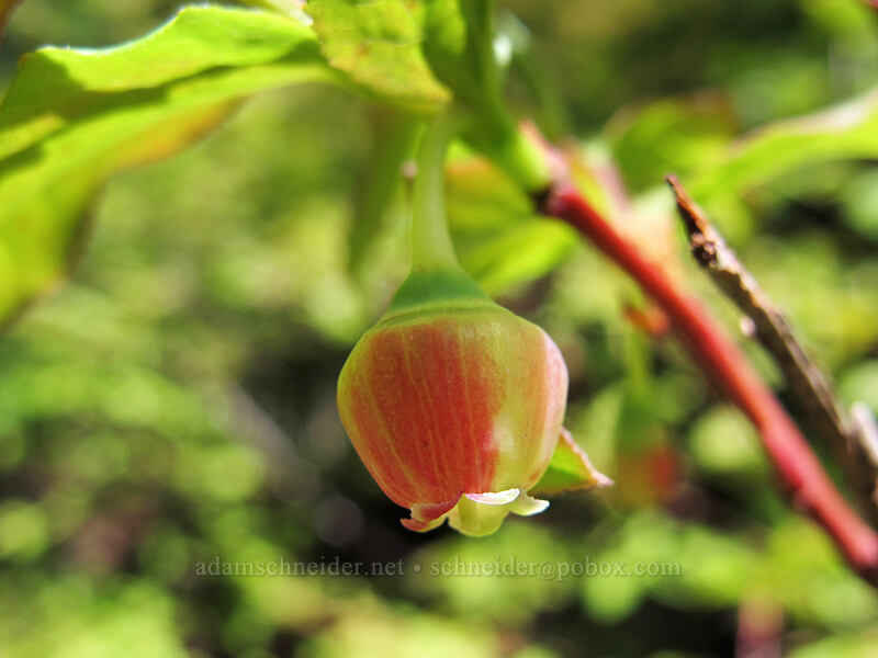 huckleberry flower (Vaccinium sp.) [Silver Star Mountain Trail, Gifford Pinchot Nat'l Forest, Skamania County, Washington]