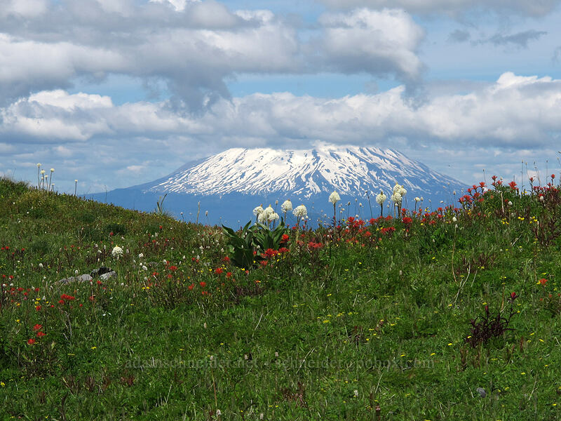 Mt. St. Helens & wildflowers [Silver Star Mountain Trail, Gifford Pinchot Nat'l Forest, Skamania County, Washington]