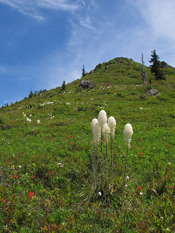 beargrass (Xerophyllum tenax) [Silver Star Mountain Trail, Gifford Pinchot Nat'l Forest, Skamania County, Washington]