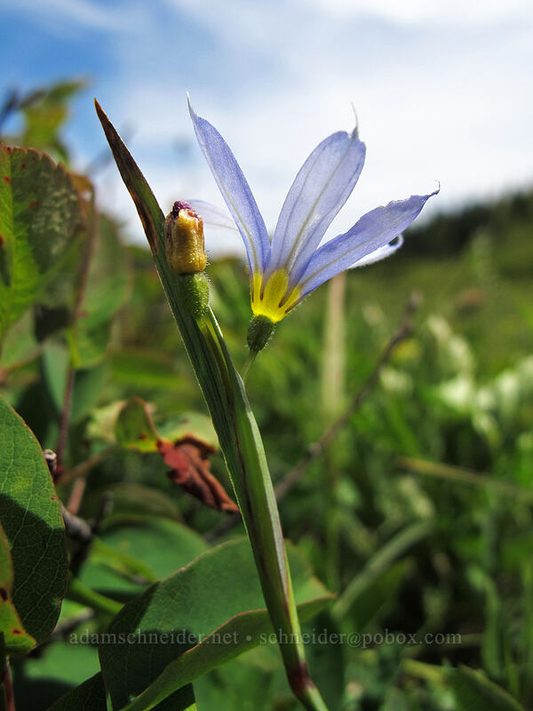 blue-eyed grass (Sisyrinchium idahoense) [Silver Star Mountain Trail, Gifford Pinchot Nat'l Forest, Skamania County, Washington]