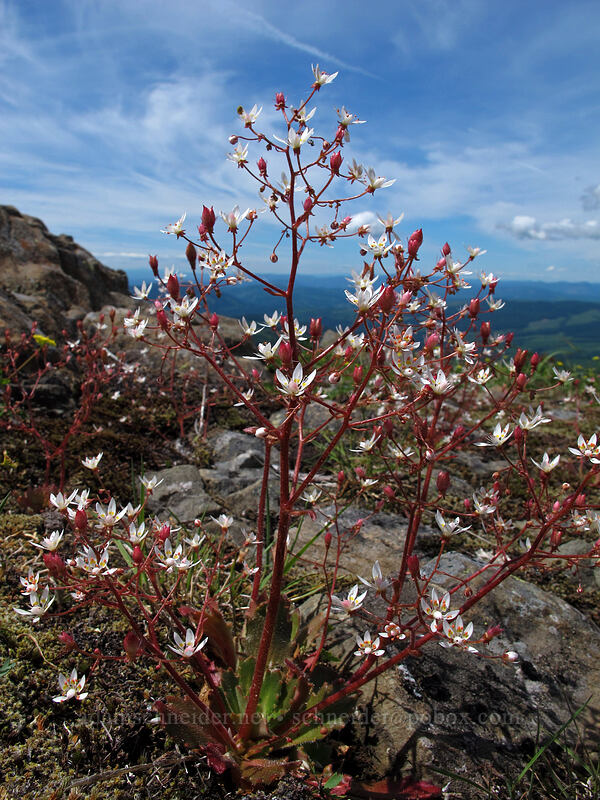 rusty saxifrage (Micranthes ferruginea (Saxifraga ferruginea)) [Silver Star Mountain Trail, Gifford Pinchot Nat'l Forest, Skamania County, Washington]