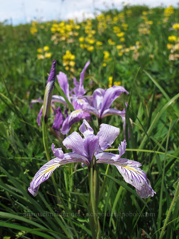 Oregon iris & golden pea (Iris tenax, Thermopsis montana) [Silver Star Mountain Trail, Gifford Pinchot Nat'l Forest, Skamania County, Washington]
