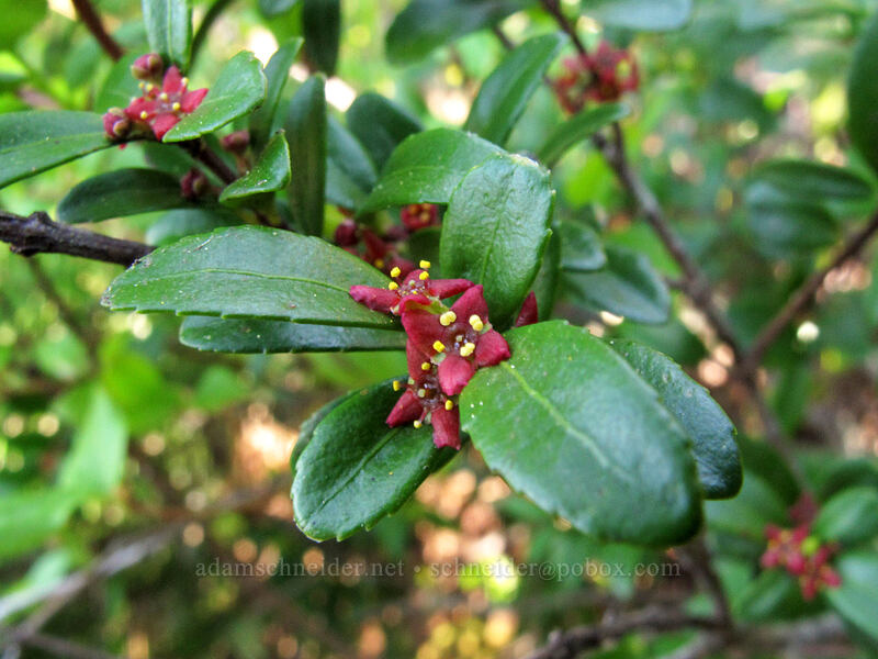 Oregon box-leaf (Paxistima myrsinites) [Mirror Lake, Mt. Hood National Forest, Clackamas County, Oregon]
