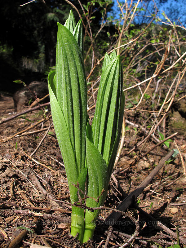corn lily shoots (Veratrum viride var. eschscholzianum (Veratrum eschscholtzianum)) [Mirror Lake, Mt. Hood National Forest, Clackamas County, Oregon]