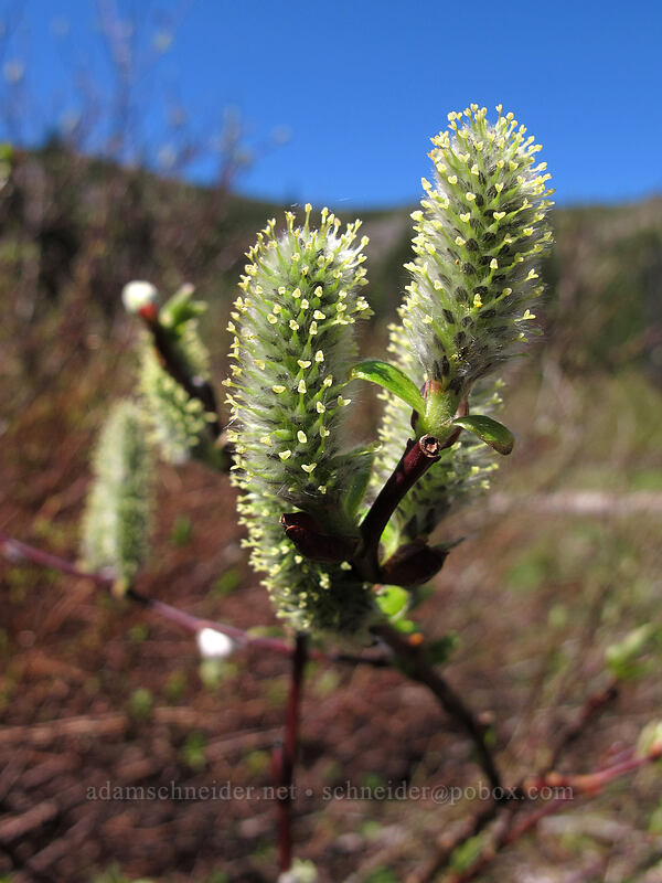 Sitka willow flowers (catkins) (Salix sitchensis) [Mirror Lake, Mt. Hood National Forest, Clackamas County, Oregon]