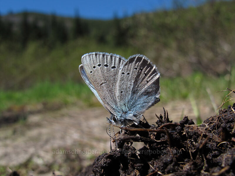 silvery blue butterfly (Glaucopsyche lygdamus) [Mirror Lake, Mt. Hood National Forest, Clackamas County, Oregon]
