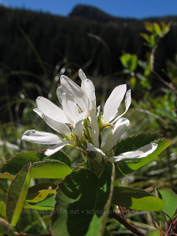 serviceberry (saskatoon) blossoms (Amelanchier alnifolia) [Mirror Lake, Mt. Hood National Forest, Clackamas County, Oregon]