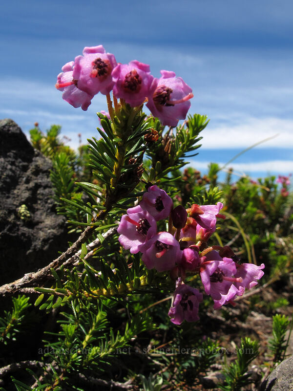 pink mountain heather (Phyllodoce empetriformis) [Tom Dick & Harry Mountain, Mt. Hood National Forest, Clackamas County, Oregon]