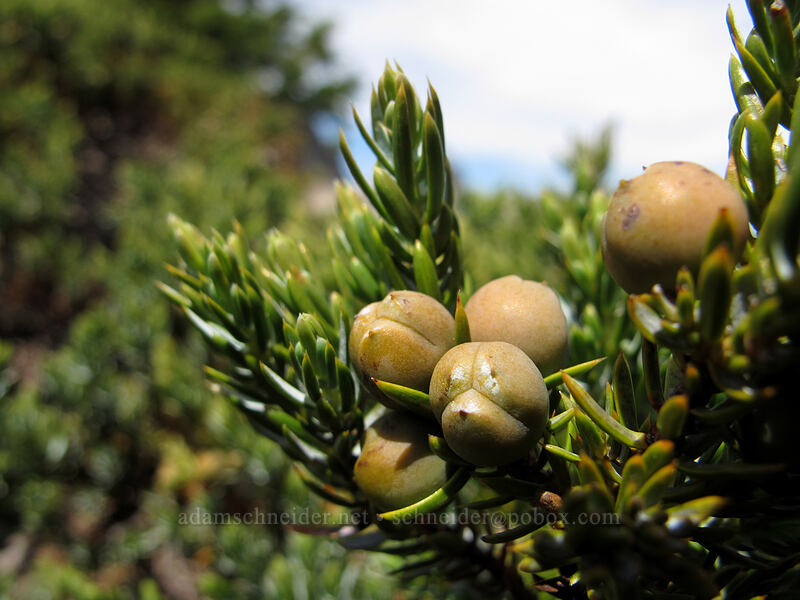 juniper berries/cones (Juniperus communis) [Tom Dick & Harry Mountain, Mt. Hood National Forest, Clackamas County, Oregon]