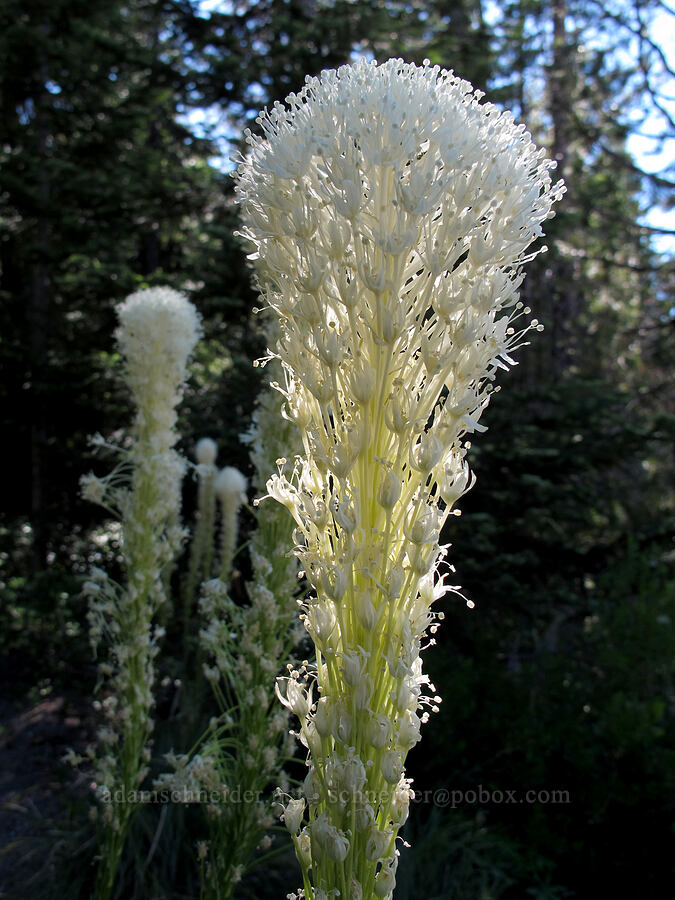 beargrass (Xerophyllum tenax) [Umbrella Falls Trailhead, Mt. Hood National Forest, Hood River County, Oregon]