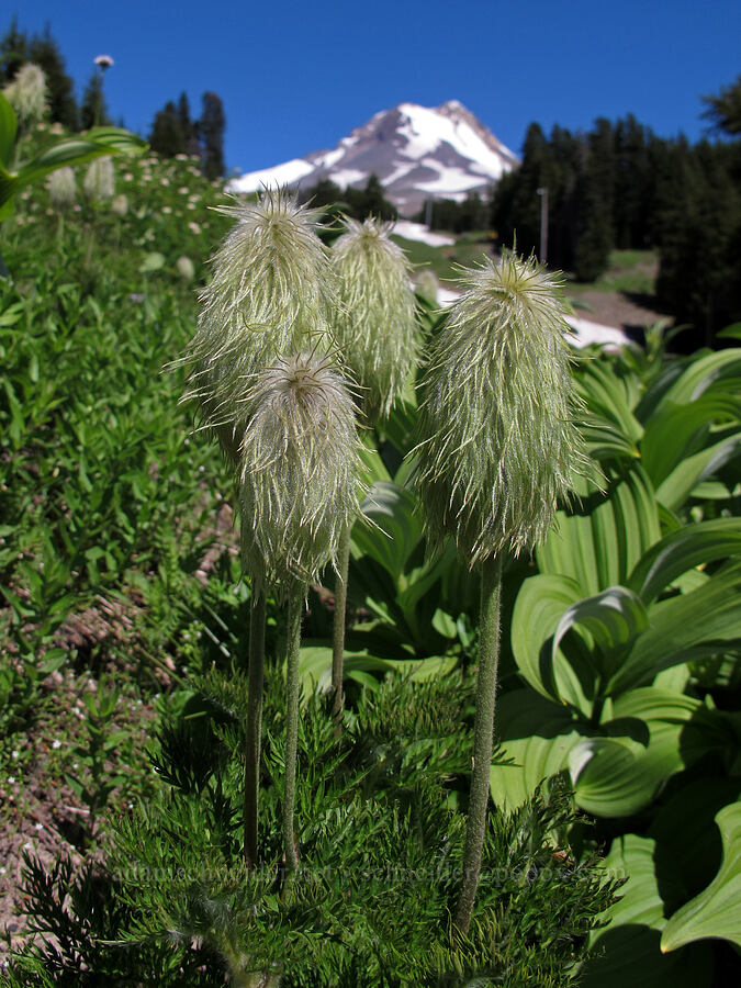 western pasqueflowers (Anemone occidentalis (Pulsatilla occidentalis)) [Mt. Hood Meadows, Mt. Hood National Forest, Hood River County, Oregon]