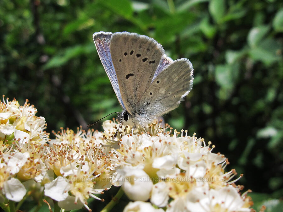 Boisduval's blue butterfly on Sitka mountain-ash (Icaricia icarioides (Plebejus icarioides), Valeriana sitchensis) [Newton Creek Canyon, Mt. Hood Wilderness, Hood River County, Oregon]