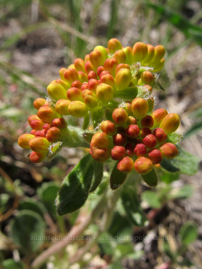 sulphur-flower buckwheat, budding (Eriogonum umbellatum) [Newton Creek Canyon, Mt. Hood Wilderness, Hood River County, Oregon]