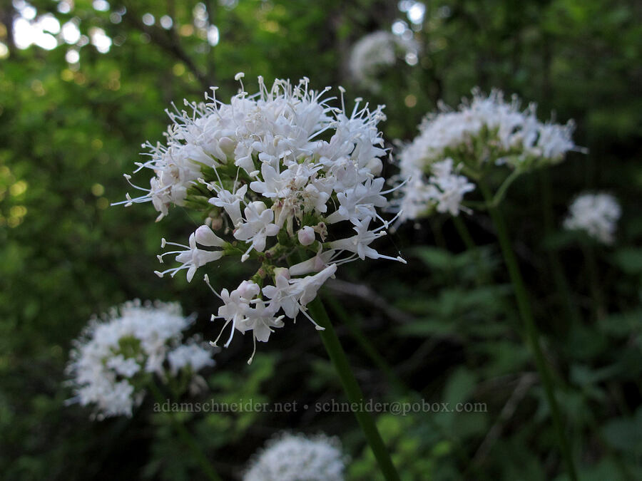 Sitka valerian (Valeriana sitchensis) [Umbrella Falls Trail, Mt. Hood National Forest, Hood River County, Oregon]