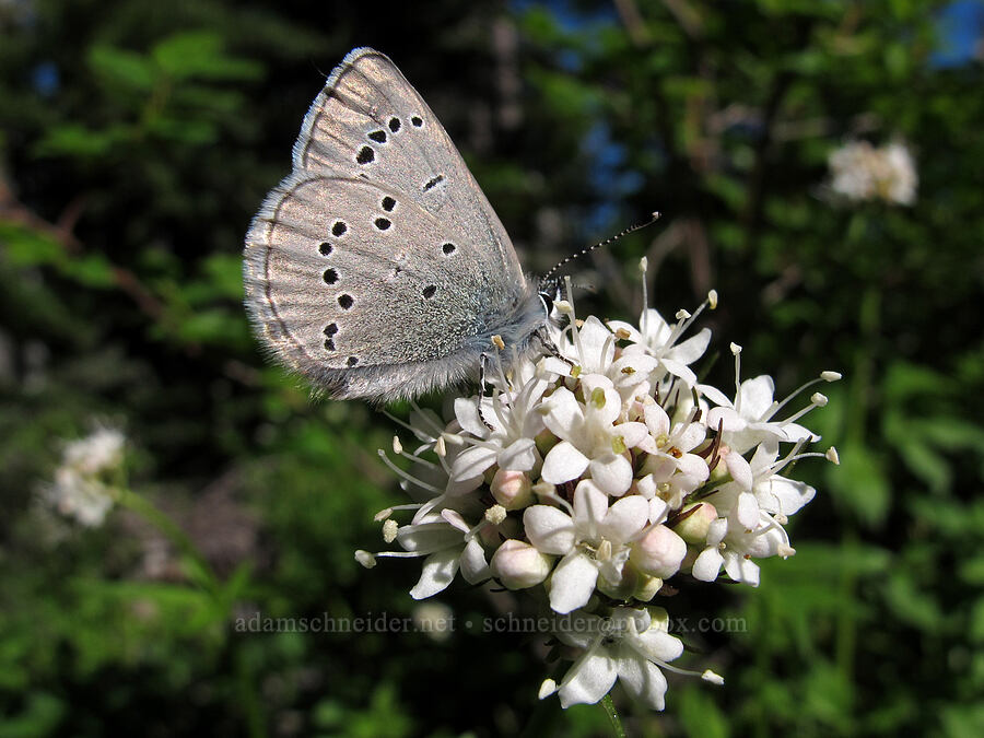 silvery blue butterfly on Sitka valerian (Glaucopsyche lygdamus, Valeriana sitchensis) [Umbrella Falls Trail, Mt. Hood National Forest, Hood River County, Oregon]