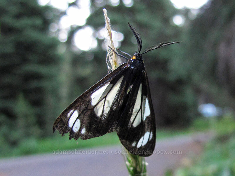 police car moth (Gnophaela vermiculata) [Diamond Lake Campground, Umpqua National Forest, Douglas County, Oregon]