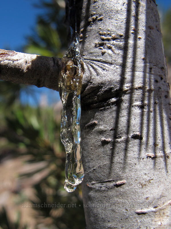 sap dripping from a pine branch (Pinus albicaulis) [Mt. Thielsen Trail, Mt. Thielsen Wilderness, Douglas County, Oregon]