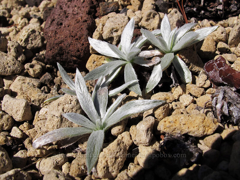 silvery raillardella leaves (Raillardella argentea) [Mt. Thielsen's southwest face, Mt. Thielsen Wilderness, Douglas County, Oregon]