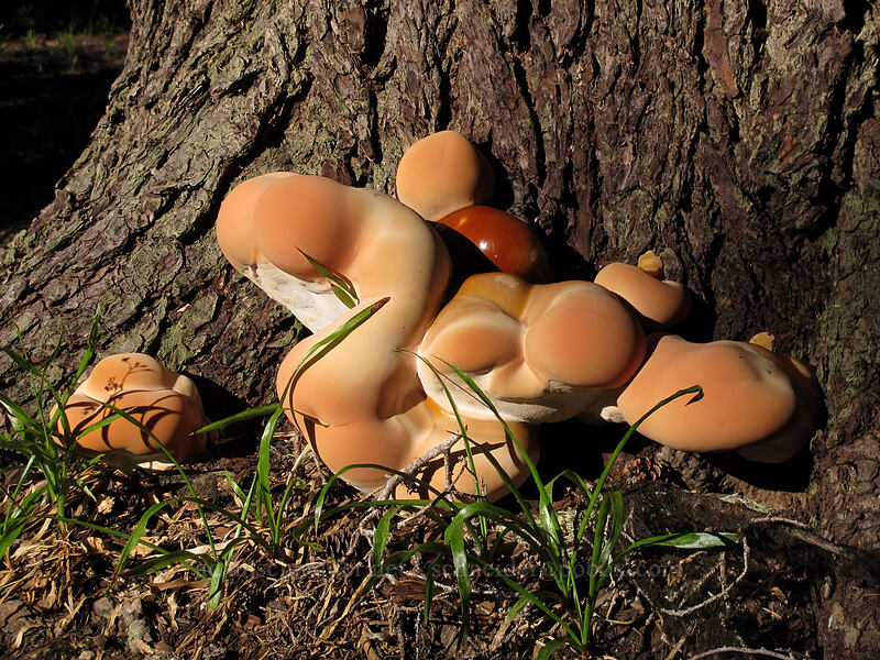 fungus [Pacific Crest Trail, Mt. Thielsen Wilderness, Douglas County, Oregon]