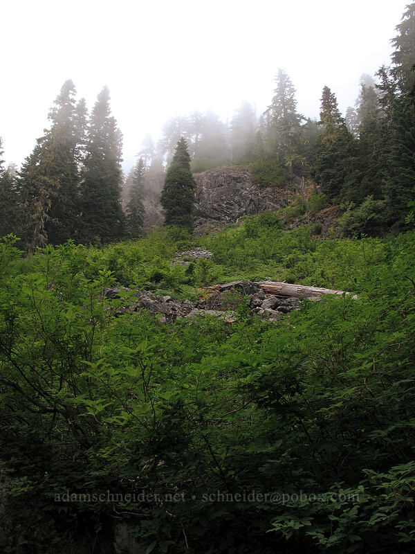 misty hillside [Snow Lake Trail, Snoqualmie National Forest, King County, Washington]