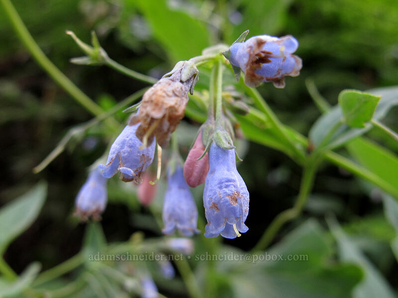tall bluebells (Mertensia paniculata) [Snow Lake Trail, Snoqualmie National Forest, King County, Washington]