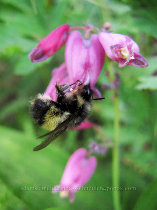 bumblebee on bleeding hearts (Bombus sp., Dicentra formosa) [Snow Lake Trail, Snoqualmie National Forest, King County, Washington]