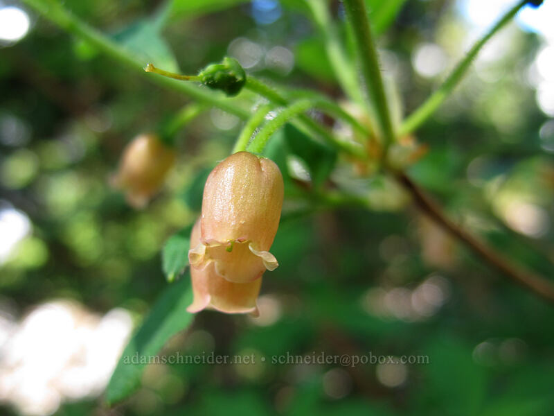 fool's huckleberry (Menziesia ferruginea) [High Lakes Trail, Alpine Lakes Wilderness, King County, Washington]