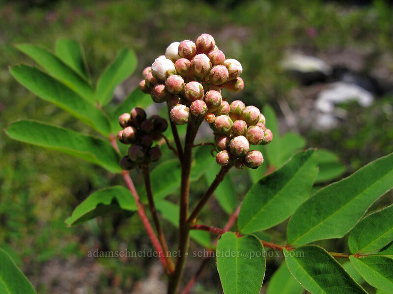 Sitka mountain-ash, budding (Sorbus sitchensis) [High Lakes Trail, Alpine Lakes Wilderness, King County, Washington]
