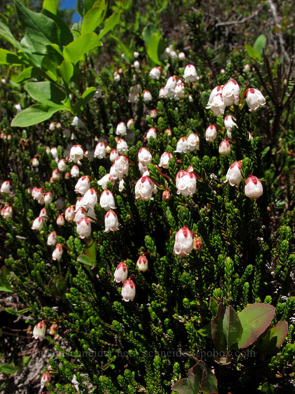 white mountain heather (Cassiope mertensiana) [High Lakes Trail, Alpine Lakes Wilderness, King County, Washington]
