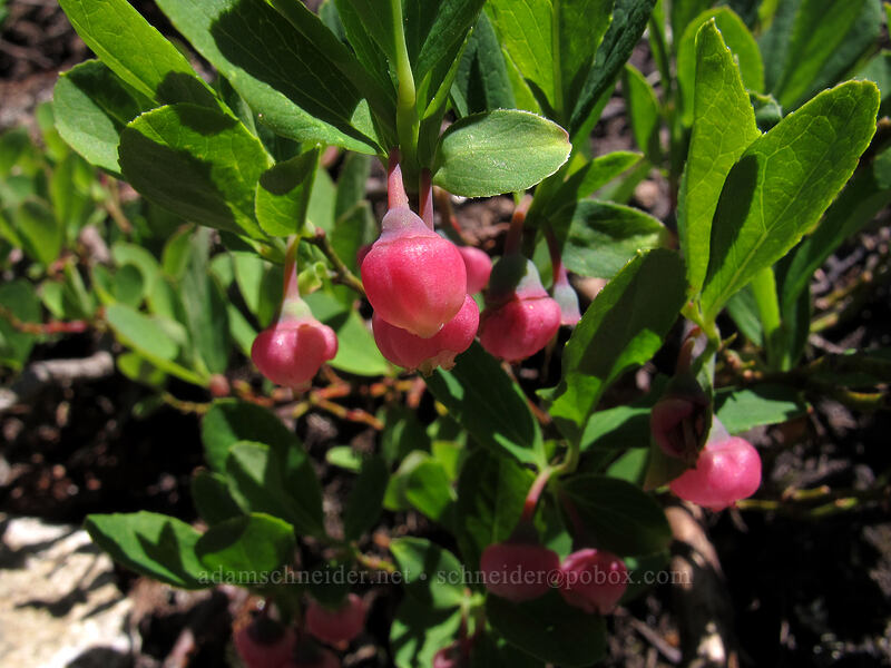 huckleberry flowers (Vaccinium sp.) [High Lakes Trail, Alpine Lakes Wilderness, King County, Washington]