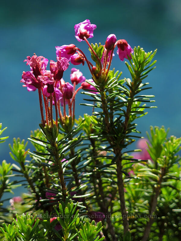 pink mountain heather & blue-green water (Phyllodoce empetriformis) [High Lakes Trail, Alpine Lakes Wilderness, King County, Washington]