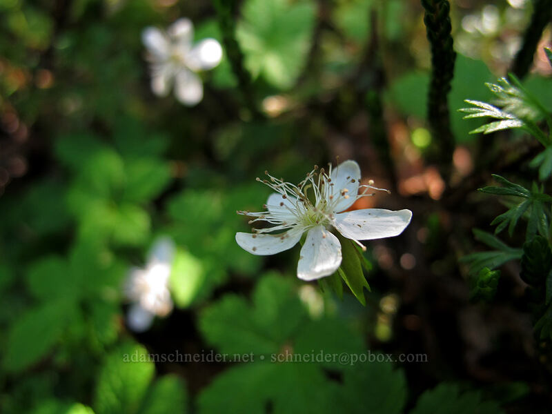 five-leaf bramble (Rubus pedatus) [High Lakes Trail, Alpine Lakes Wilderness, King County, Washington]