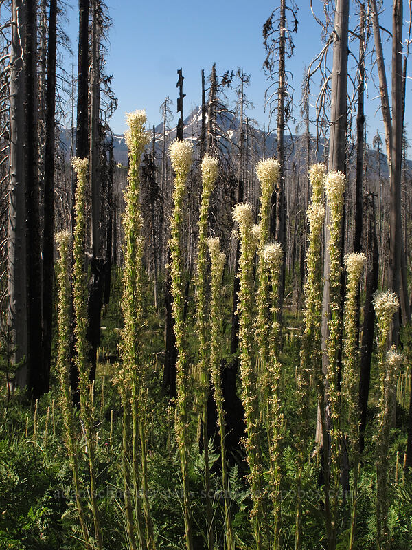 beargrass & Mt. Washington (Xerophyllum tenax) [Summit Lake Trail #2014, Deschutes National Forest, Jefferson County, Oregon]