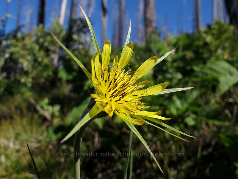 yellow salsify (Tragopogon dubius) [Summit Lake Trail #2014, Deschutes National Forest, Jefferson County, Oregon]