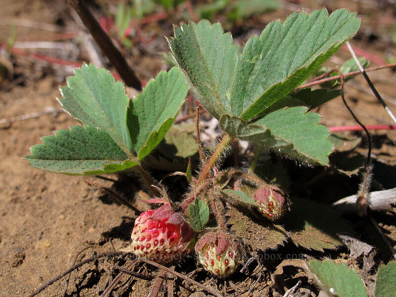 wild strawberries (Fragaria virginiana) [Summit Lake Trail #2014, Deschutes National Forest, Jefferson County, Oregon]