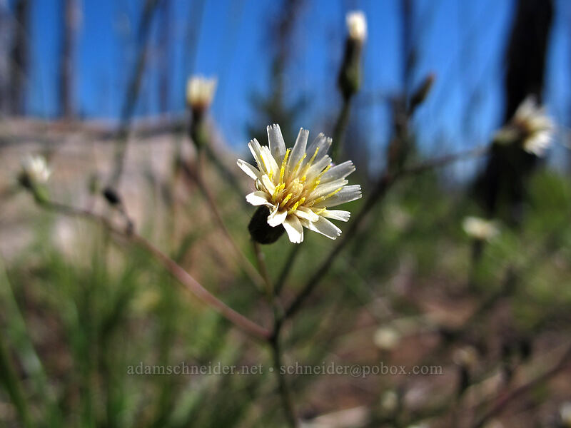 white-flowered hawkweed (Hieracium albiflorum) [Summit Lake Trail #2014, Mt. Jefferson Wilderness, Jefferson County, Oregon]