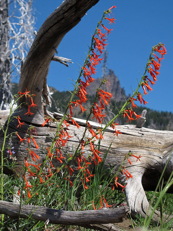 scarlet gilia (Ipomopsis aggregata) [Summit Lake Trail #2014, Mt. Jefferson Wilderness, Jefferson County, Oregon]