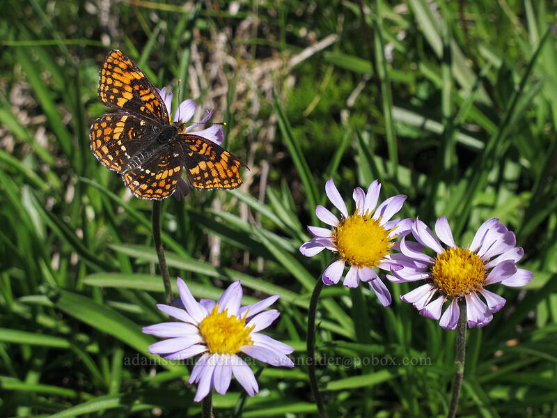 Hoffmann's checkerspot butterfly on tundra asters (Chlosyne hoffmanni, Oreostemma alpigenum var. alpigenum (Aster alpigenus)) [Martin Lake, Mt. Jefferson Wilderness, Jefferson County, Oregon]