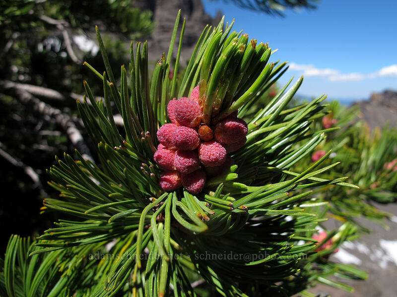 white-bark pine flowers (Pinus albicaulis) [south ridge of Three-Fingered Jack, Mt. Jefferson Wilderness, Linn County, Oregon]
