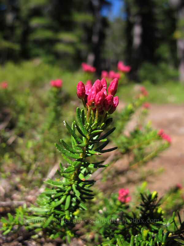 pink mountain heather, budding (Phyllodoce empetriformis) [Pacific Crest Trail, Mt. Jefferson Wilderness, Jefferson County, Oregon]