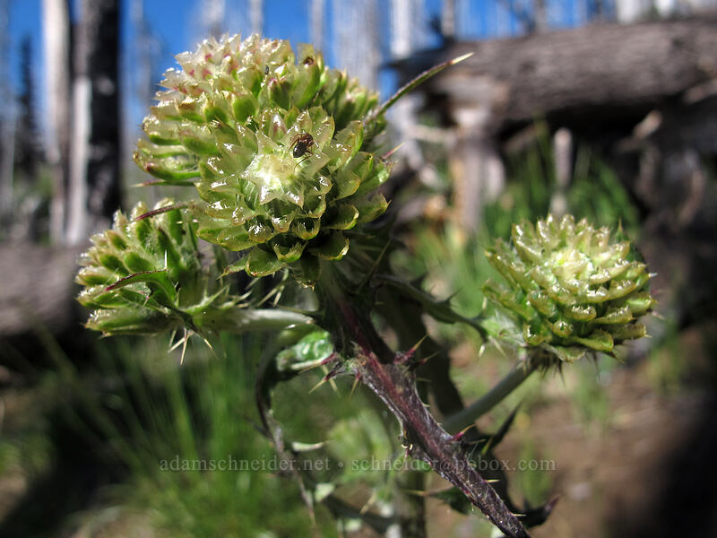 fringe-bract thistle, budding (Cirsium remotifolium var. odontolepis) [Pacific Crest Trail, Mt. Jefferson Wilderness, Linn County, Oregon]